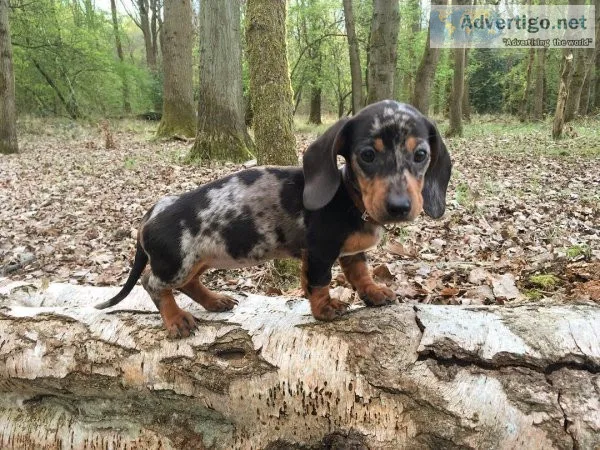 Two  Dapple Dachshund  puppies Available