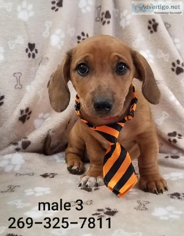 Dachhund-Jack puppies
