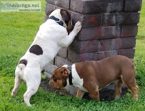 AKC ENGLISH BULLDOG  PUPPIES