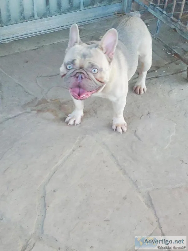 Lilac cream fawn male