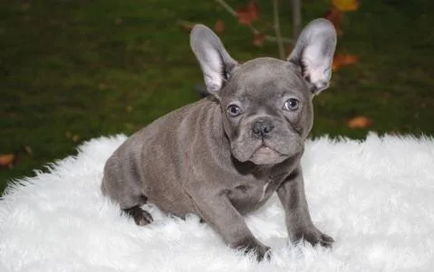 07 FRENCH BULLDOG PUPPIES FOR YOU NOW