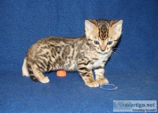 Bengal cats for sale