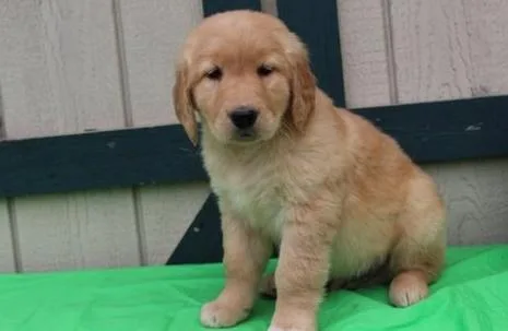 Available Golden Retriever puppies