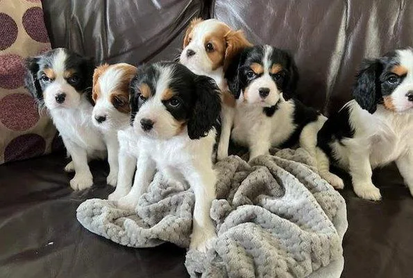 Socialize Cavalier King Charles Puppies