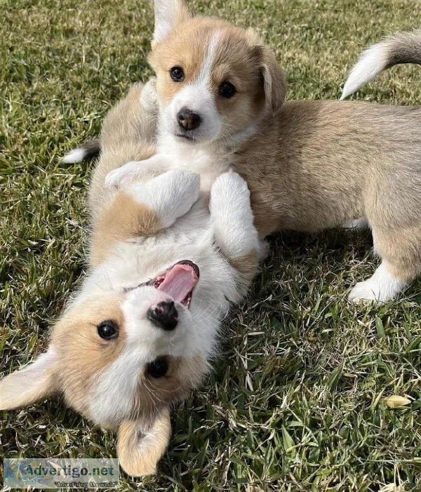 drrrt Lovely Pembroke Welsh Corgi puppies