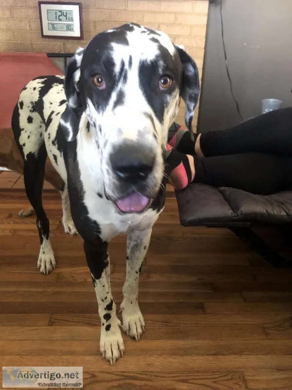 Great Dane Puppies