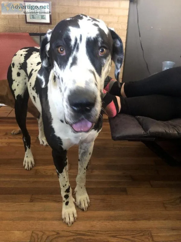 Great Dane Puppies