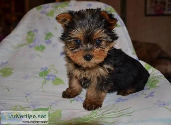khbh Top Quality Yorkshire terrier puppies