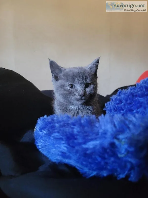 Russian Blue Kittens