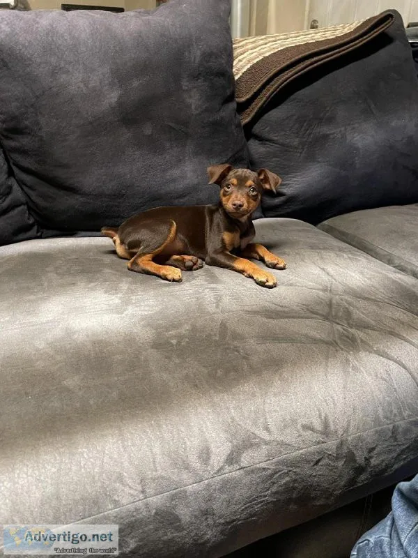 Miniature Pinscher Puppy