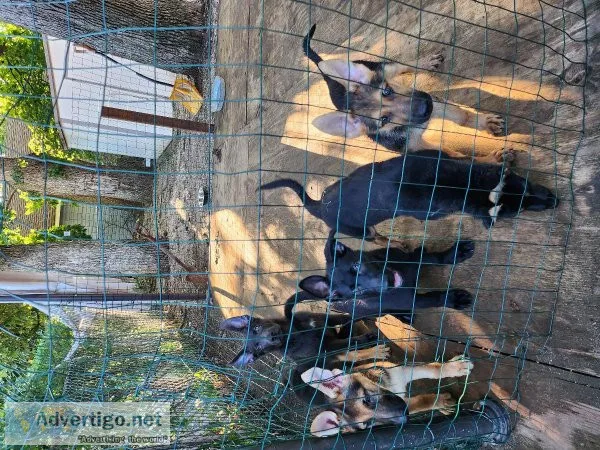 German shepherds puppies for sale