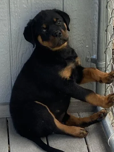 3 MONTH OLD ROTTWEILERS
