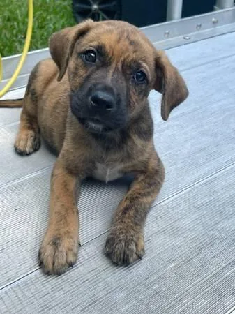Boxer Mixed Puppy