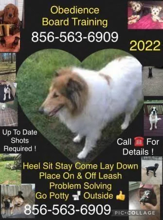 Complete dog control behavior control