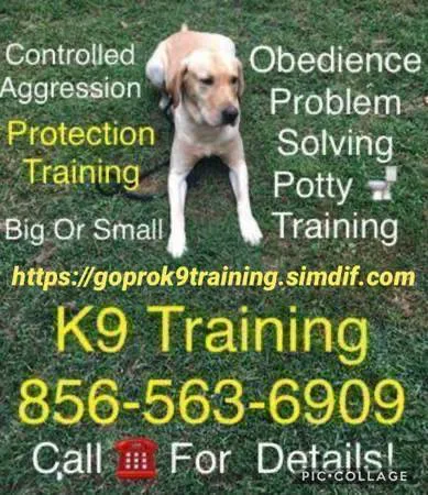 Dog obedience board training