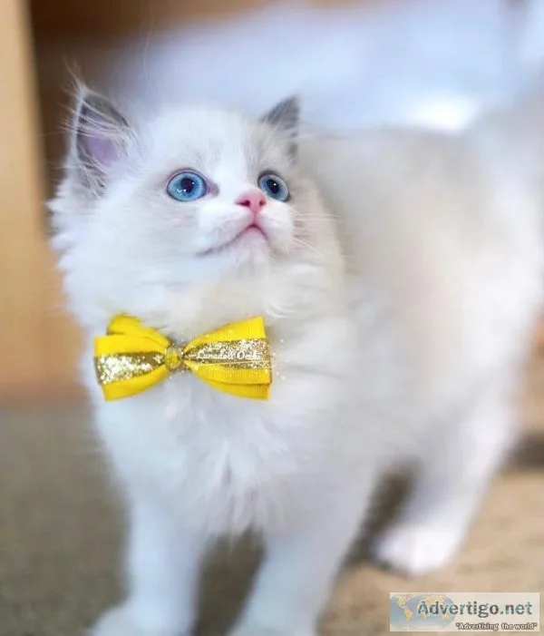 Ragdolls ready for forever home