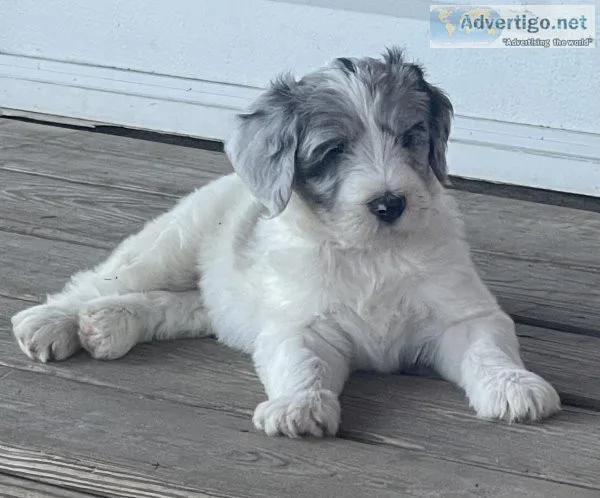 Sheepadoodles puppies