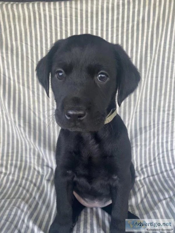 Black AKC Labrador Puppies For Sale