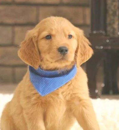Keppler Golden retriever puppies