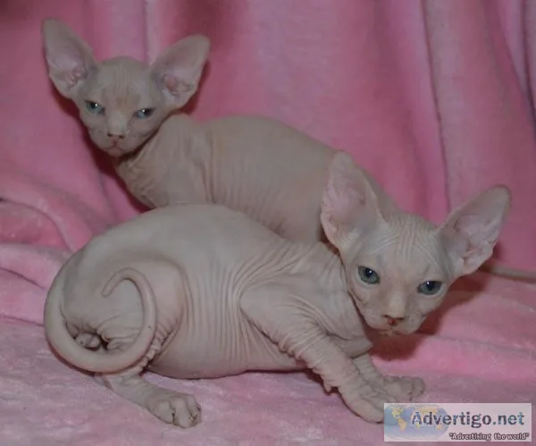Sphynx kittens available