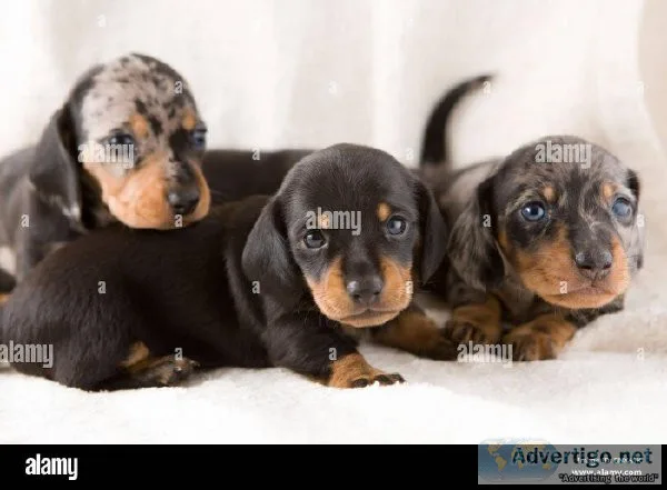 Miniature Dachshund Smooth Coat Puppies