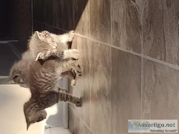 Beautiful kittens free to good home