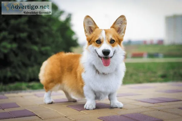 CuddlyTails offer the best dog