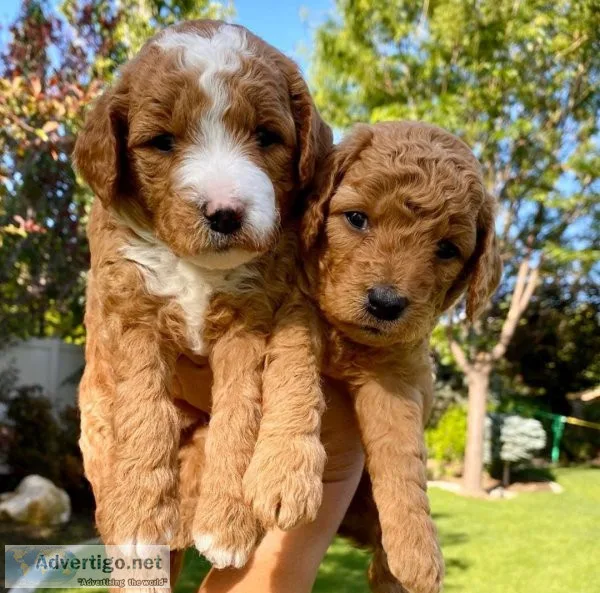 Magnificent golden doodle Puppies