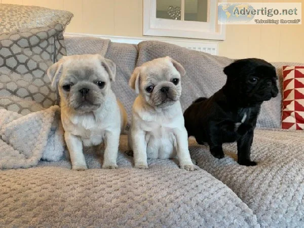 Female and male Pug puppies