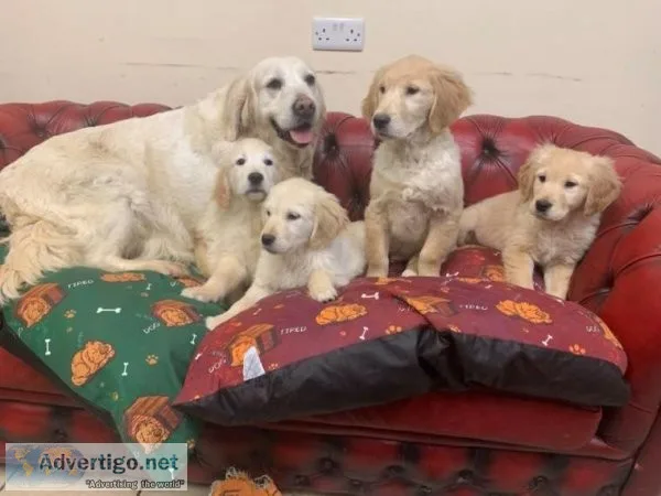 Amazing Golden Retriever Puppies Available