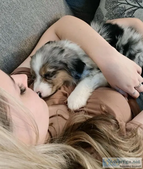 Cute Australian Shepherds Puppies for Sale