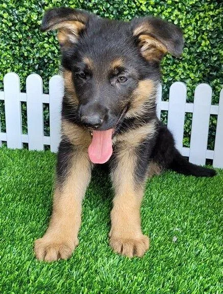 lovable German Shepherd puppies