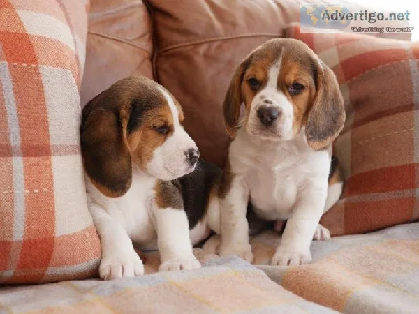 Outstandanding Purebred Beagle Puppies