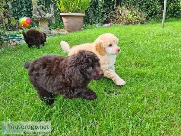 Standard Poodle Puppies Ready To Go