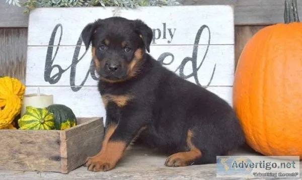 cuddly Rottweiler puppy is Bruno