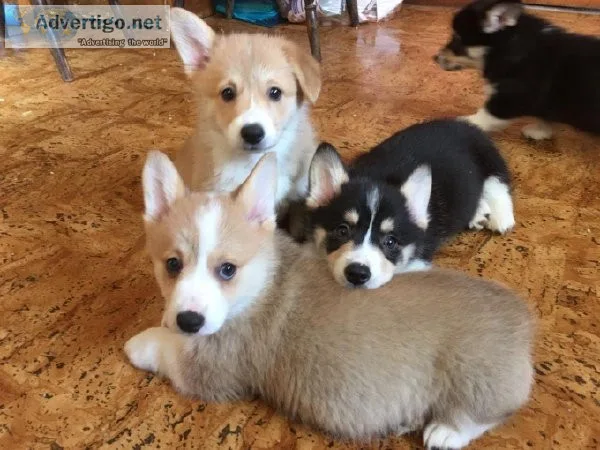 Purebred Welsh Pembroke Corgi Puppies