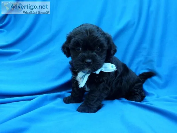 Shihpoo Puppies
