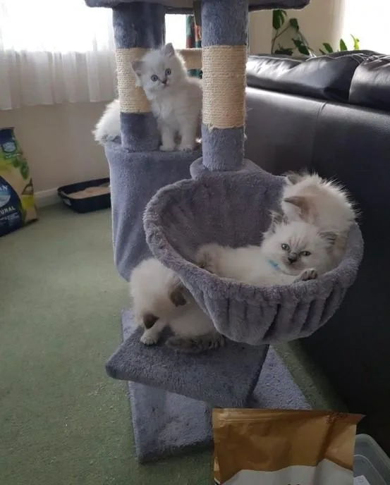 Ragdoll kittens for sale