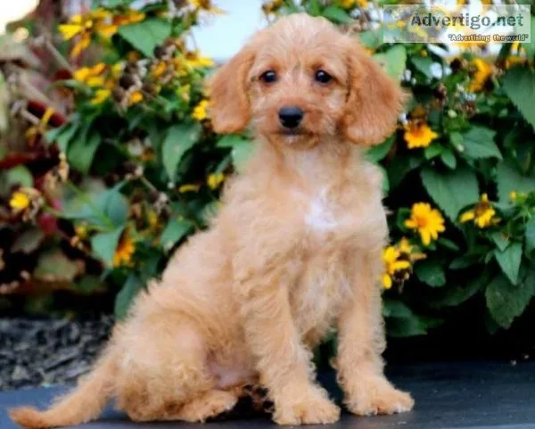 F1B Mini Goldendoodle puppy