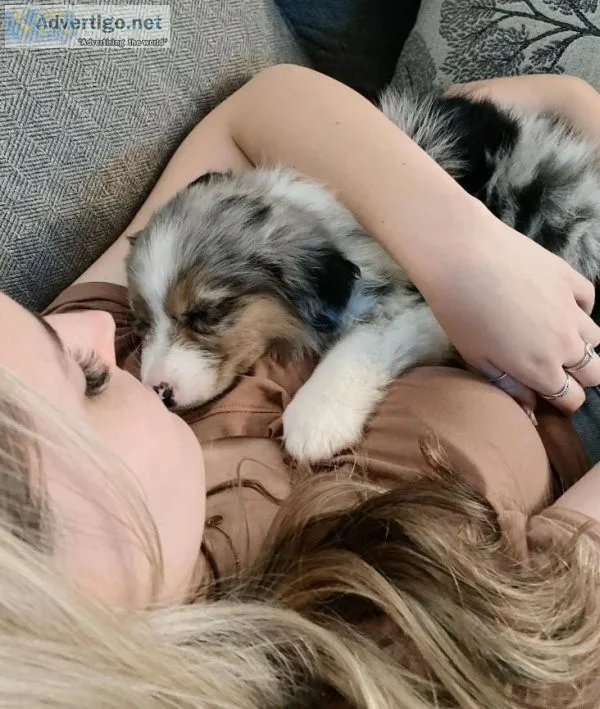 Cute Australian Shepherds Puppies for Sale