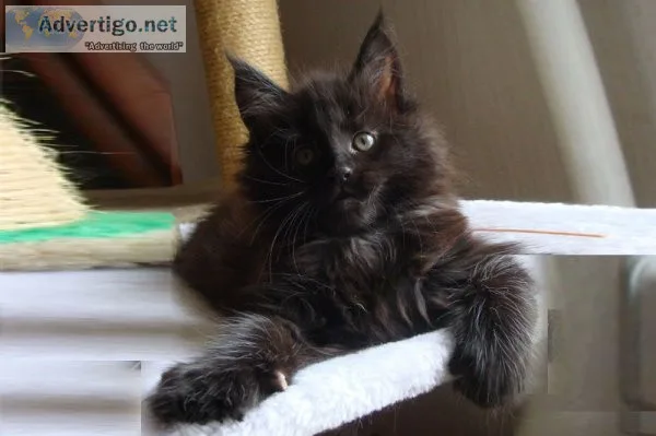 Home trained male and female maine coonl kittens available