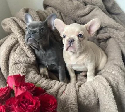 Healthy lovely Frenchie Puppies