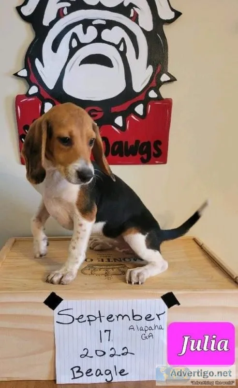 Ckc reg beagle pups