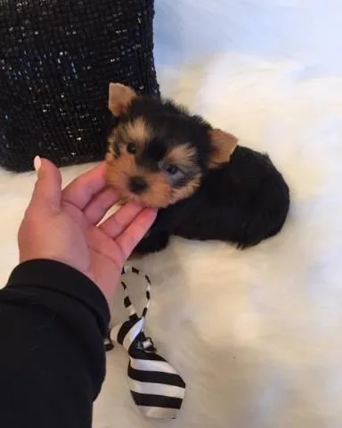 Teacup Female Yorkie Puppy If interested please email