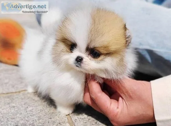 affectionate Pomeranian puppies TEXT (218) 307-0216