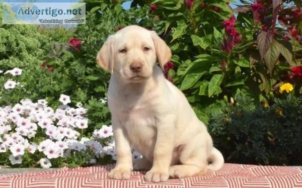 Labrador Retriever puppies avail
