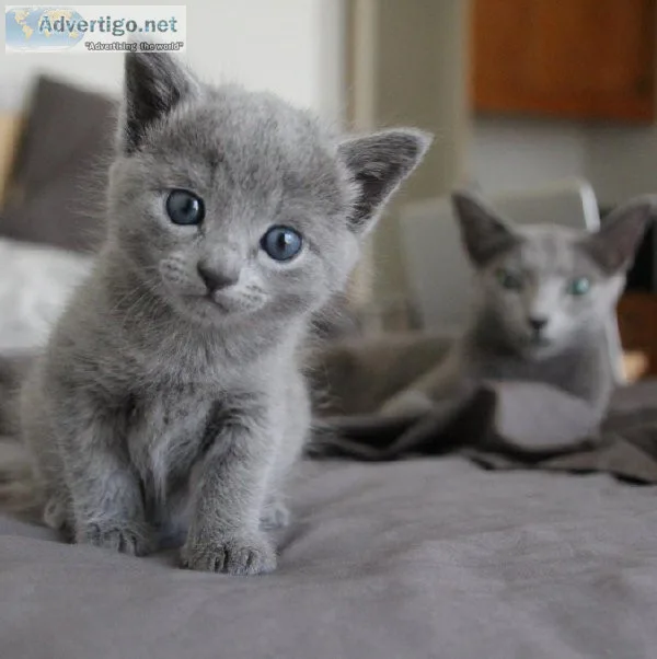 Russian blue kittens