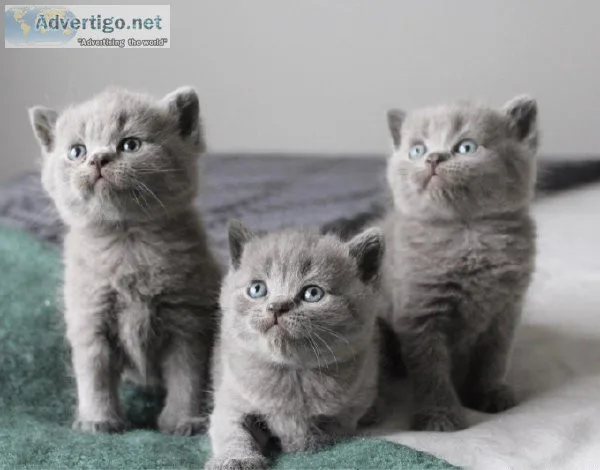British shorthair kittens for sale