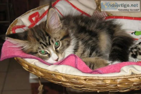 Maine coon  kittens Ready 