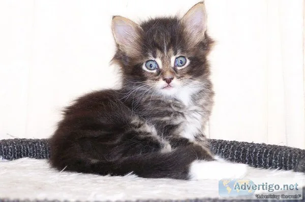 Charming christmas maine coon kitten for your kids in christmas
